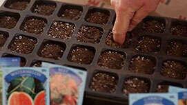 How to Start Seeds Inside