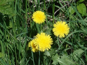 dandelion weeds