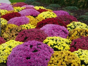 colorful mums in bloom