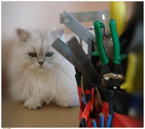 cat and toolbox