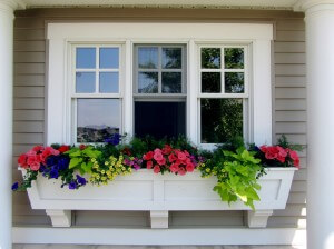 window box - flowers and succulents