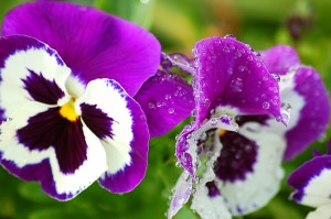 cool-season pansies