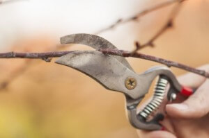 pruning tree branches