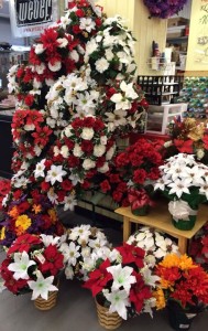 poinsettia, christmas flowers 