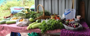 veggies fresh from the garden