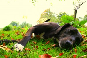 dog relaxing outdoors