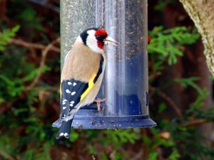 goldfinch at feeder