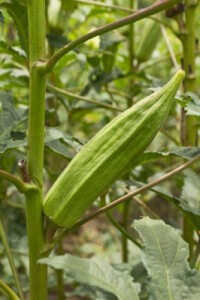 okra plant