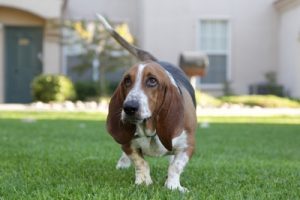 basset hound on lawn