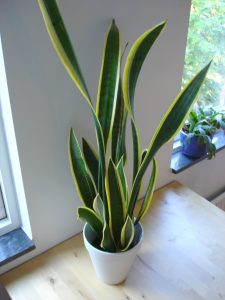 Snake plant 