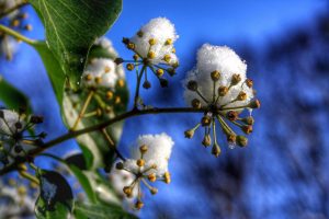 Winter flowers 