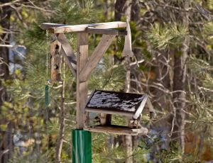 bird feeder