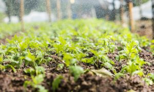 organic garden sprinkler