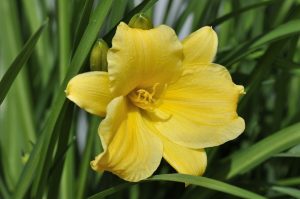 yellow daylily