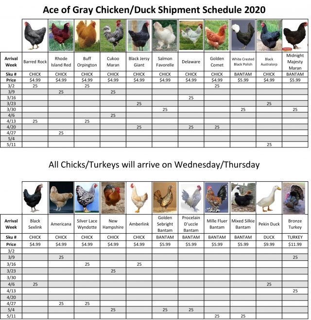 Chicken Schedule 2020