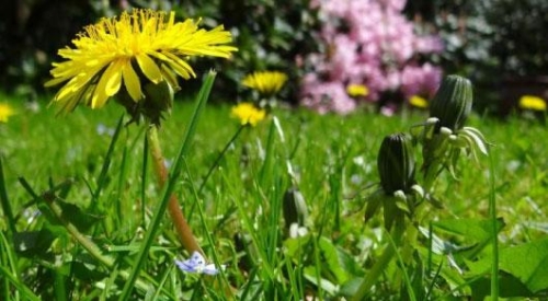 Dandelion Prevention and Removal