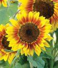 What to Plant in June
