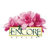 Encore Azaleas